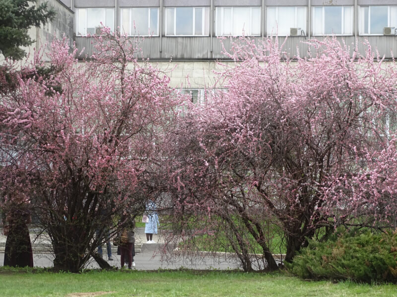 Сакура в калининграде фото