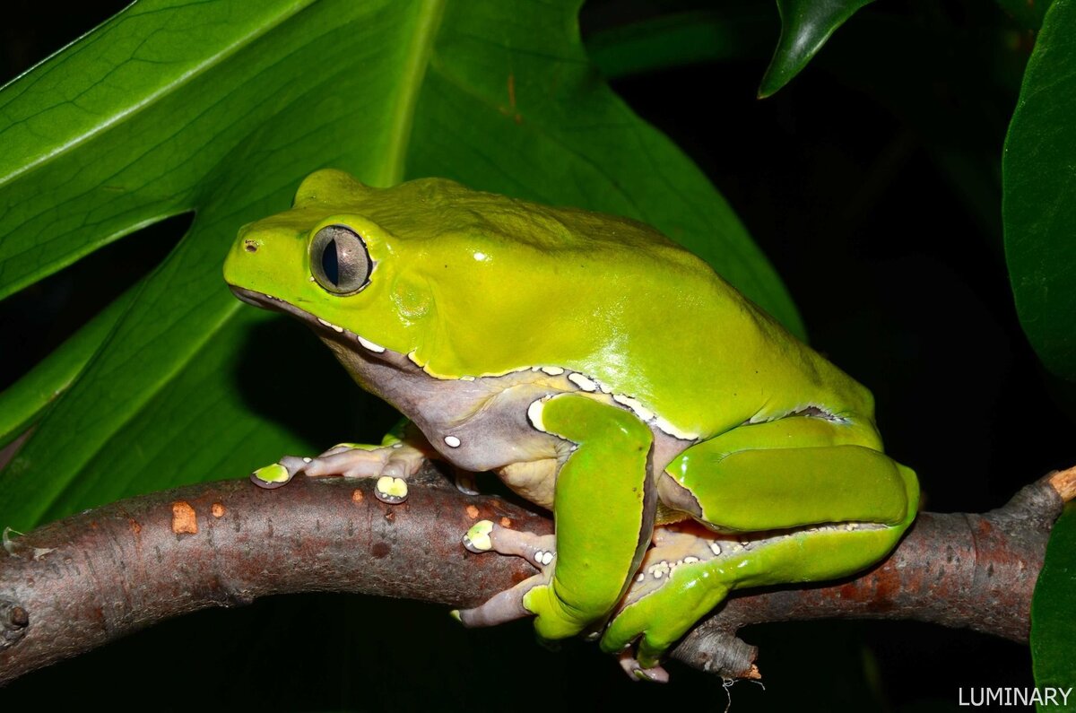 Двухцветная филломедуза