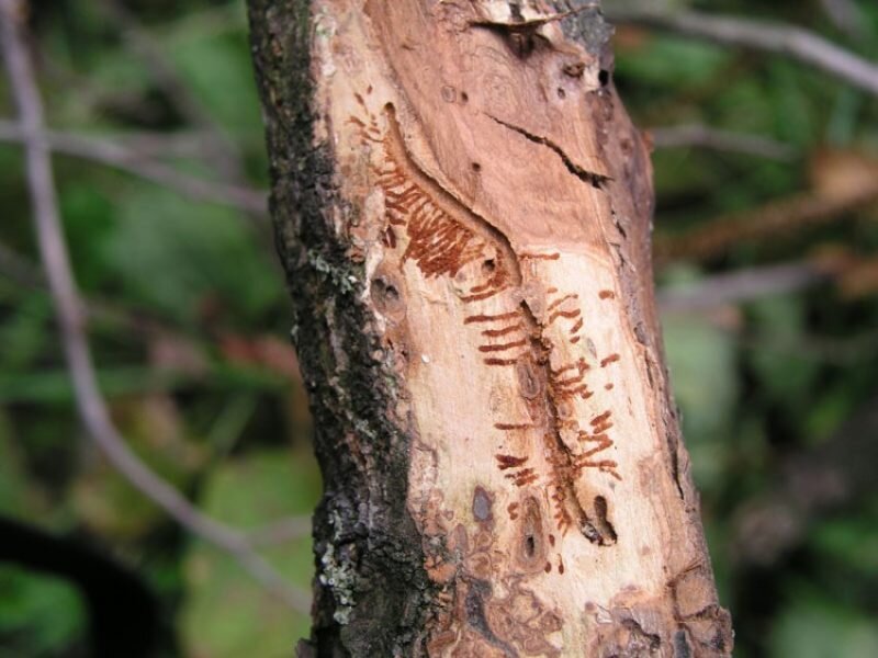 Короеды на яблони