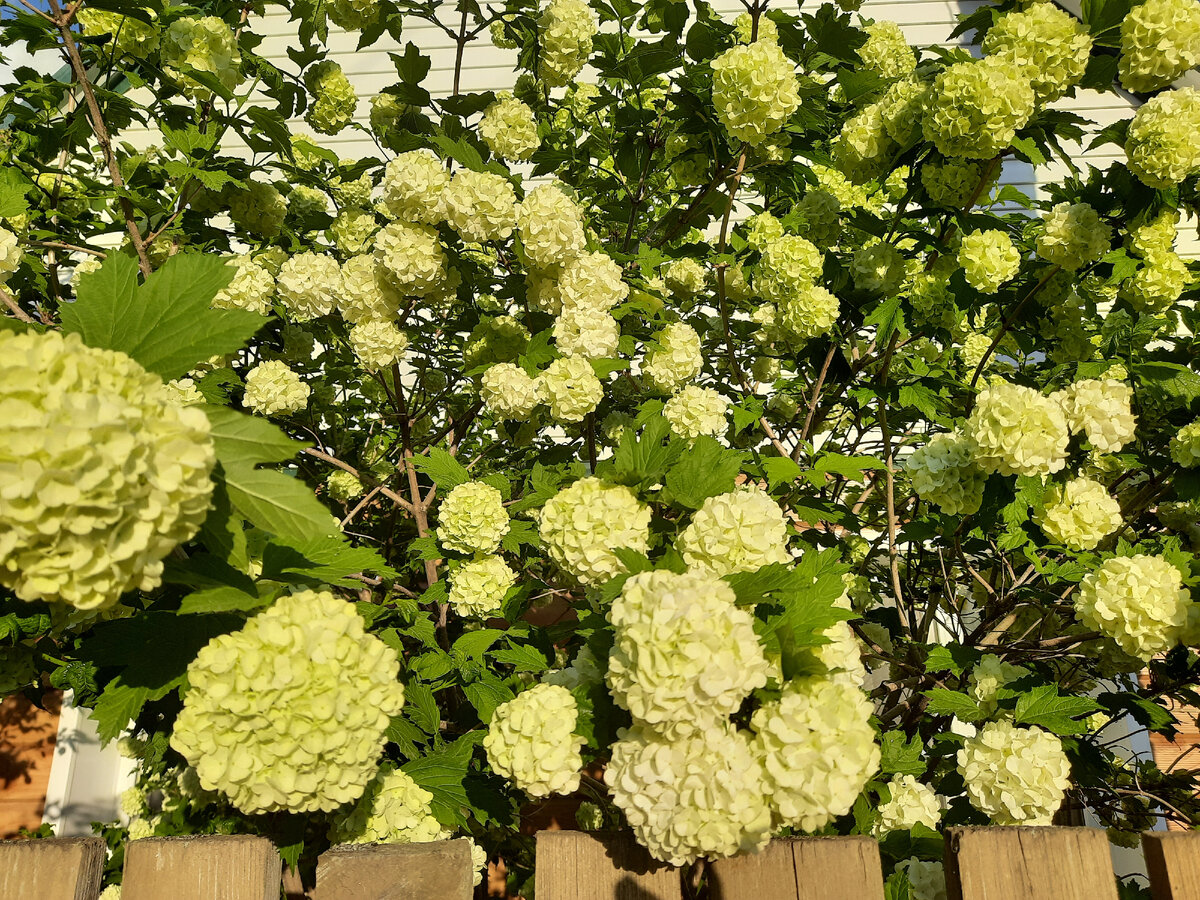 Калина Бульденеж