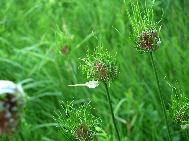 Allium vineale. Фото Jay Sturner CC BY 2.0, color graded