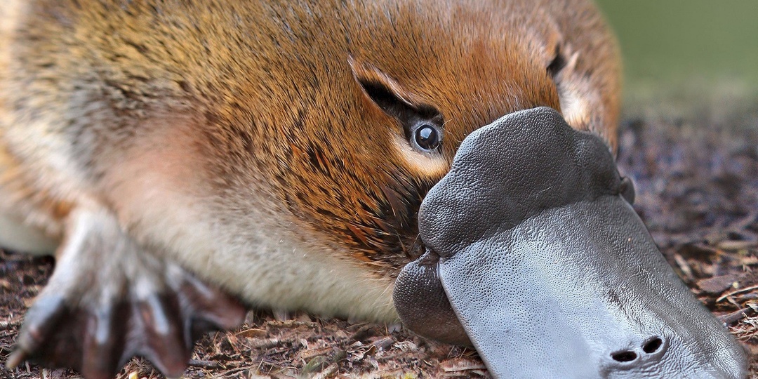 Давайте познакомимся с Утконосом