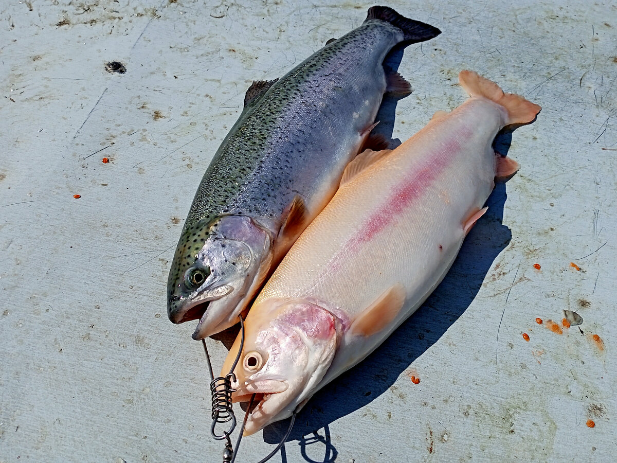 улов за рыбалку