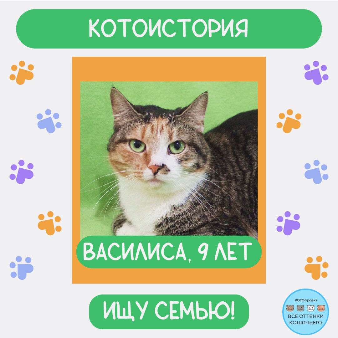 © ВСЕ ОТТЕНКИ КОШАЧЬЕГО. Котоистория Василисы 🐱