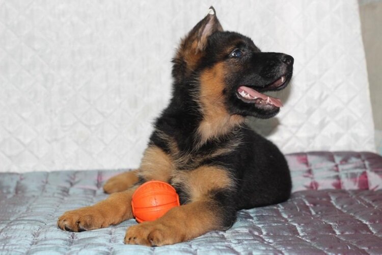 Фотография скопирована с Яндекс