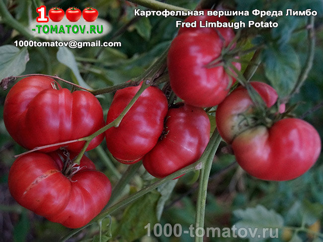 Томат Картофельная вершина Фреда Лимбо  Fred Limbaugh Potato Top фото 1