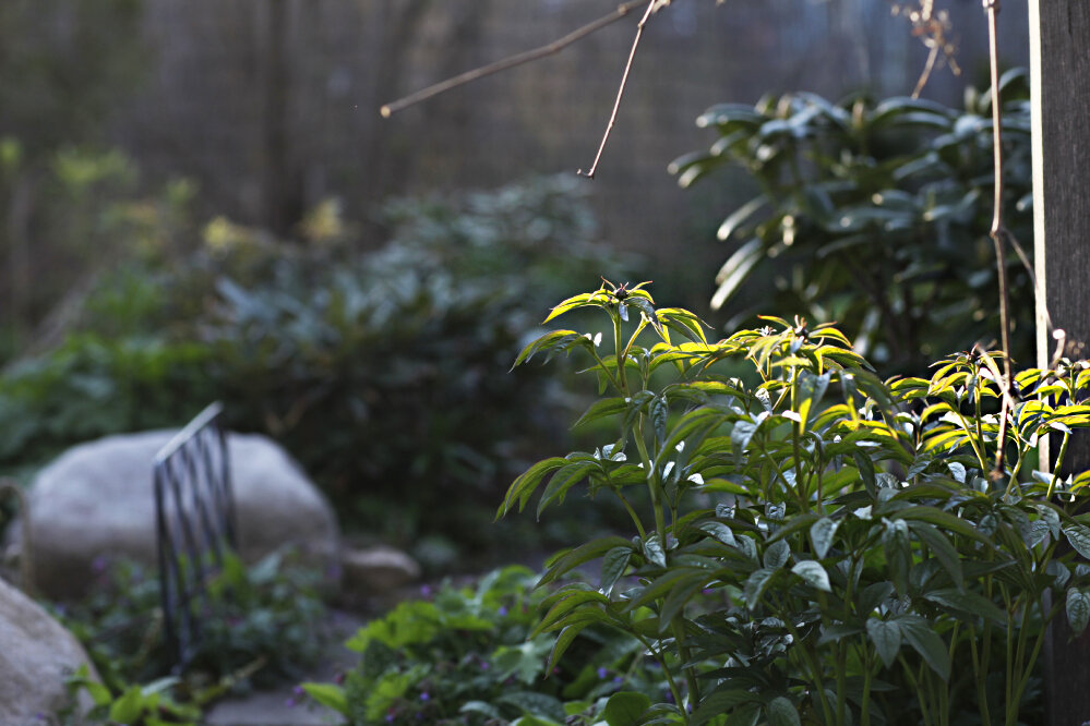 Какой-то старый пион, еле жив в корнях сосны
