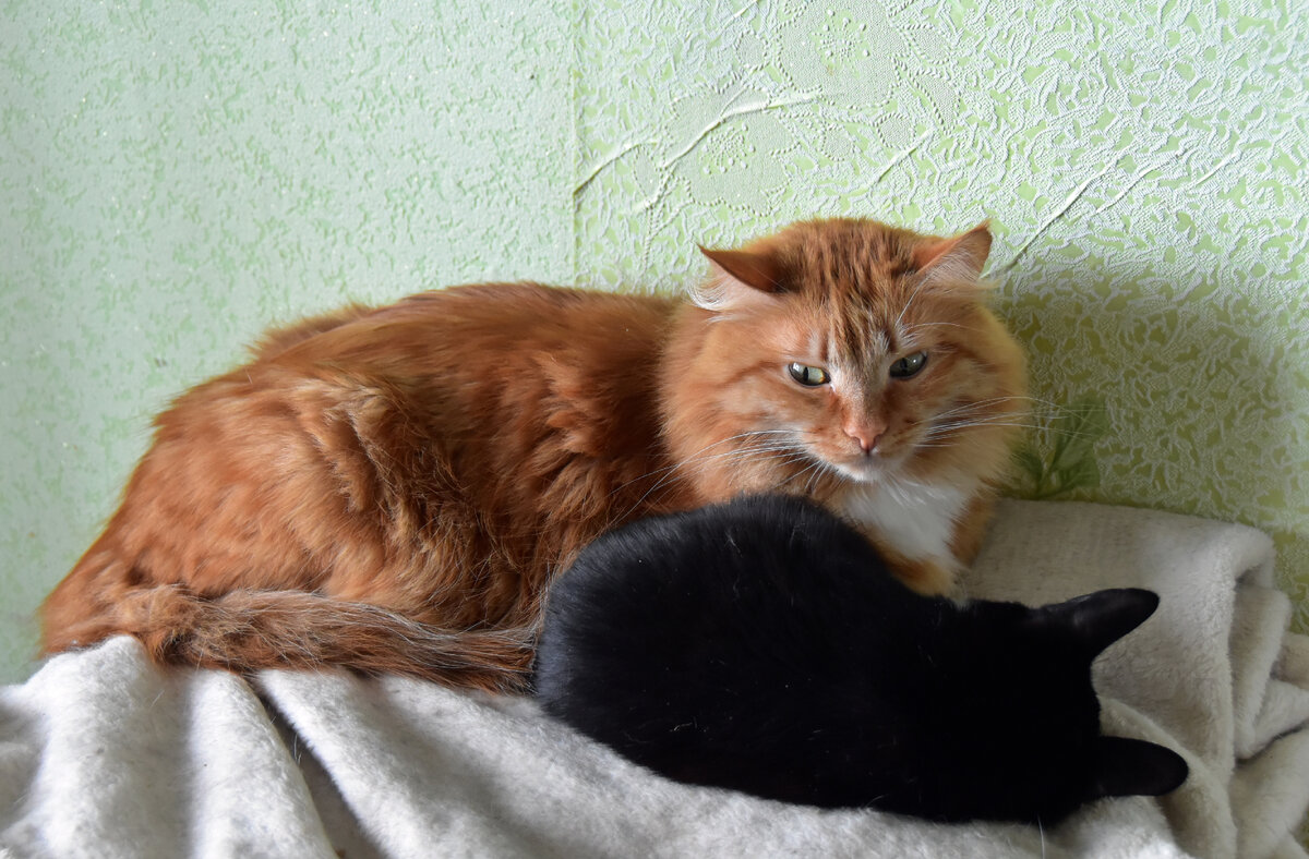 Тошка и Рыжик .. для контраста