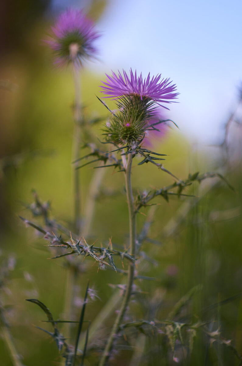 Nikon D7000+Helios-44M