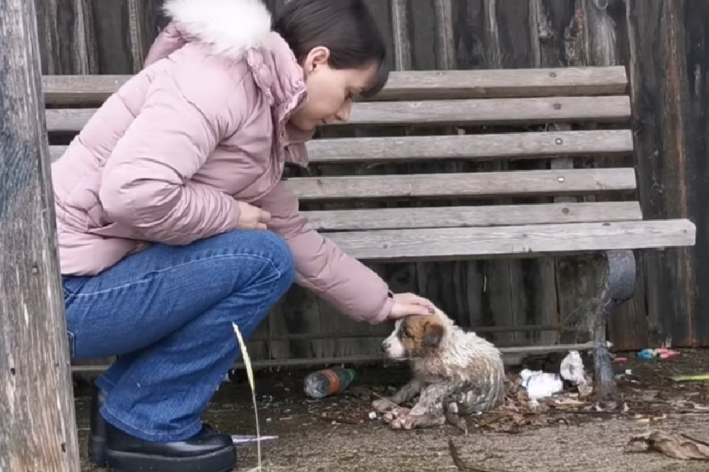     Все боялись прикасаться к этому щенку. Беднягу спасла неравнодушная женщина