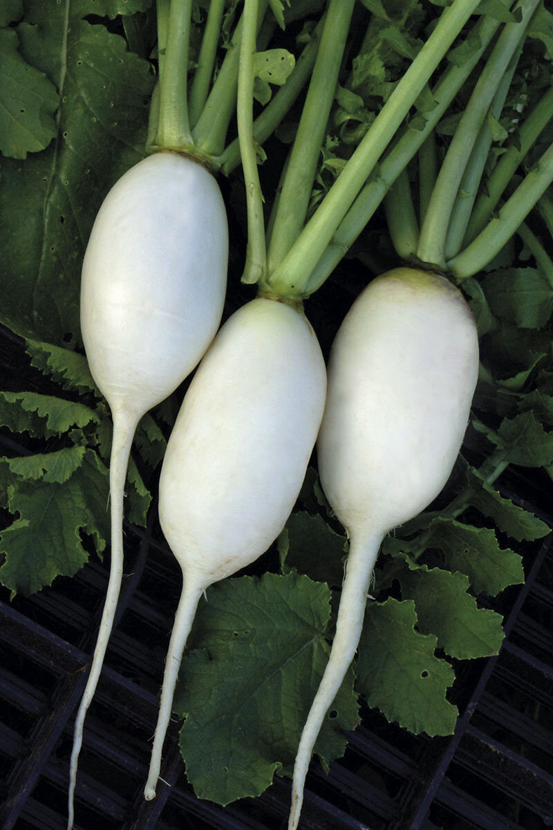 Осенний гигант