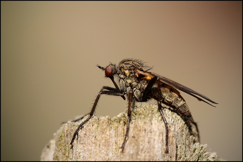 Большой толкунчик: Хищная муха-перехватчик. Их самки пацифистки и питаются мясом только с «рук» самцов8