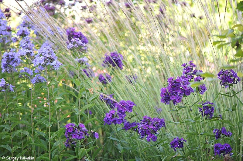 Флокс Düsterlohe