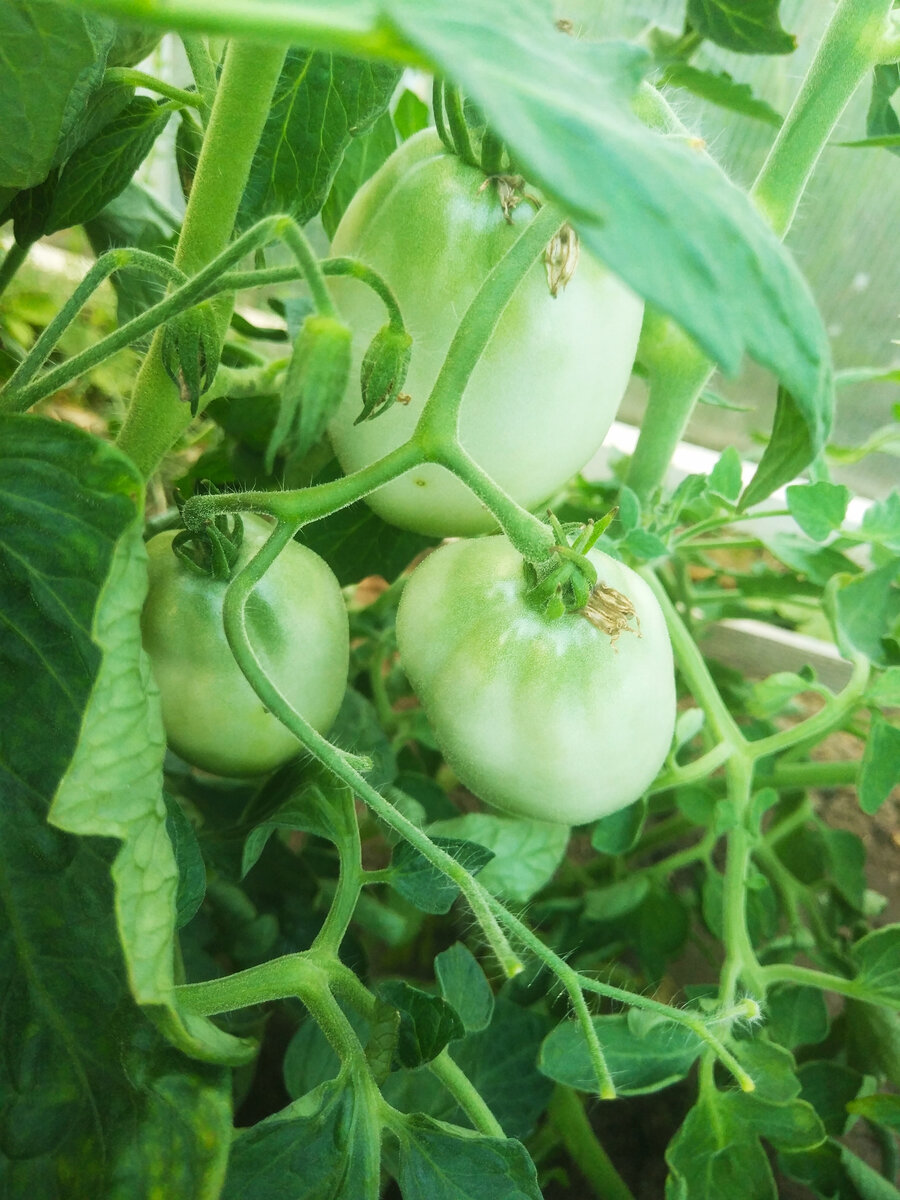 Фото автора, томат Буян, конец июня 2022 года