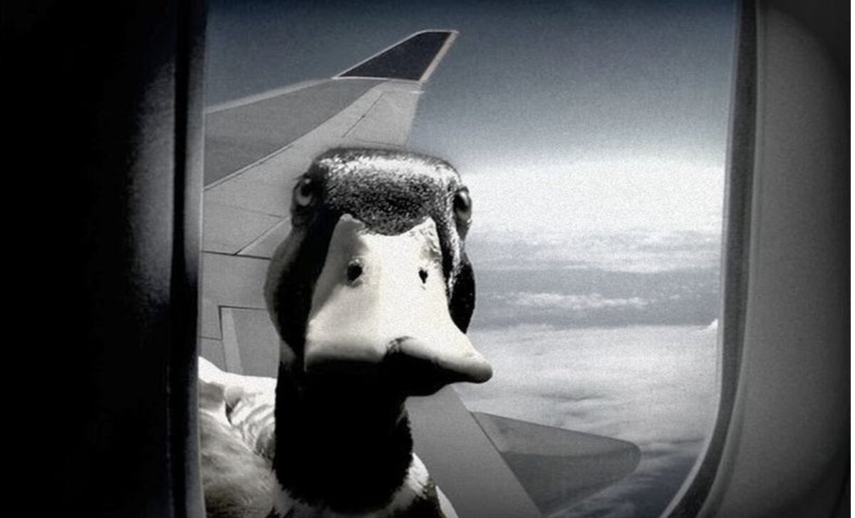 Наблюдающая утка. Утка в иллюминаторе. Утка следит за тобой. Заглядывает в иллюминатор. Гусь в иллюминаторе самолета.