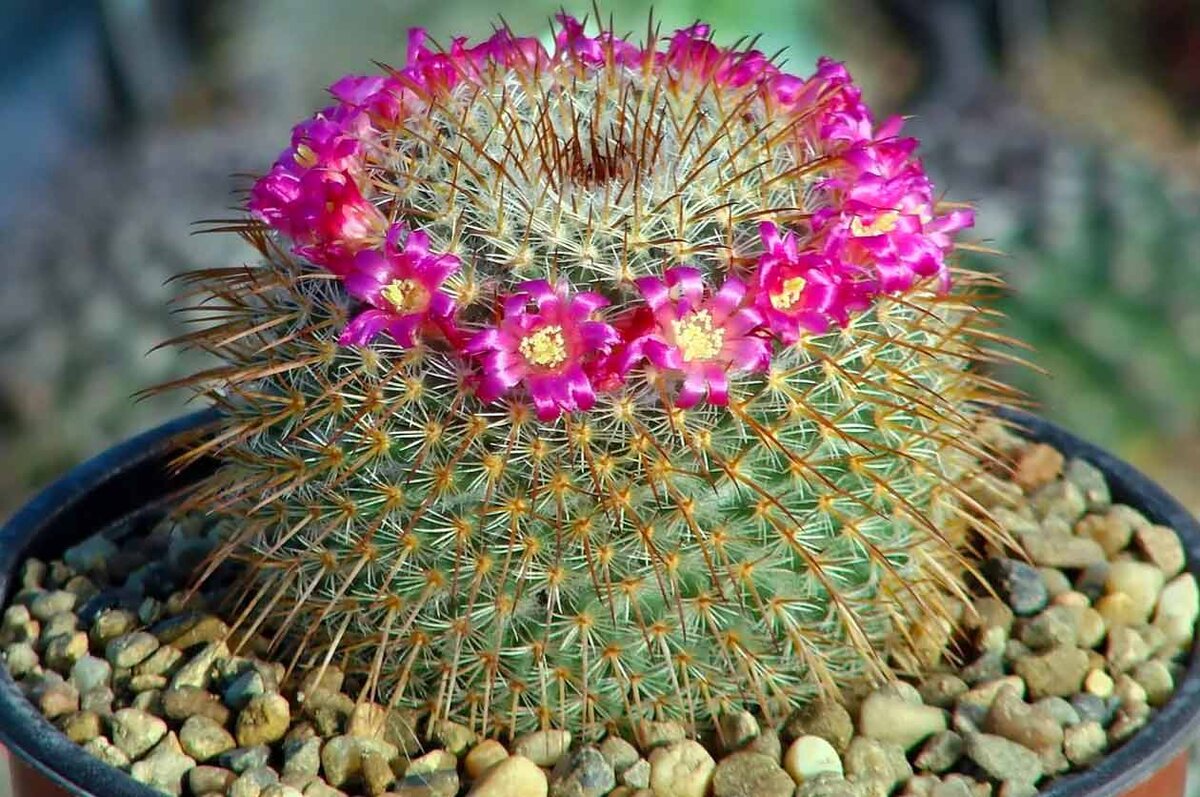 Эхинокактус грузони (Echinocactus grusonii)