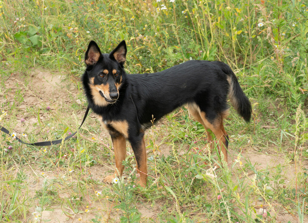 Руби сейчас проживает в приюте Кожухово Москва. Ищет дом и любимого хозяина.