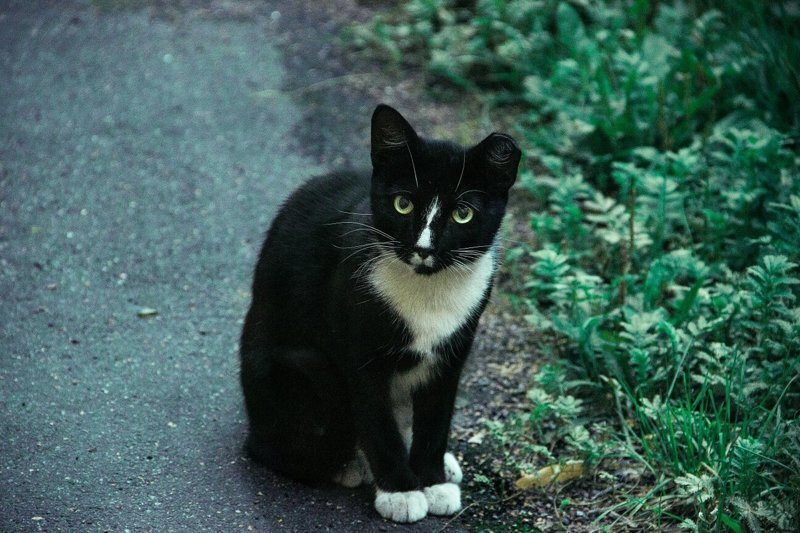 Уличные кошки купить. Уличная кошка. Уличные кошки фото. Бездомные животные коты. Колоритные бродячие коты.