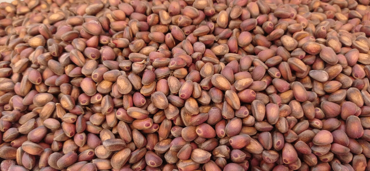 Орешки сосны кедровой - настоящий деликатес