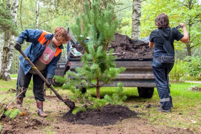 фото предоставлено комитетом по благоустройству