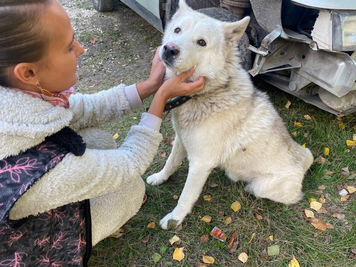 #муром #собака #хорошиеновости #добро #добрыедела #зооволонтер #волонтеры 