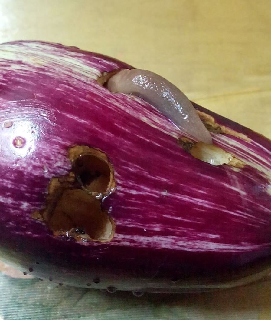 Слизень на баклажане.