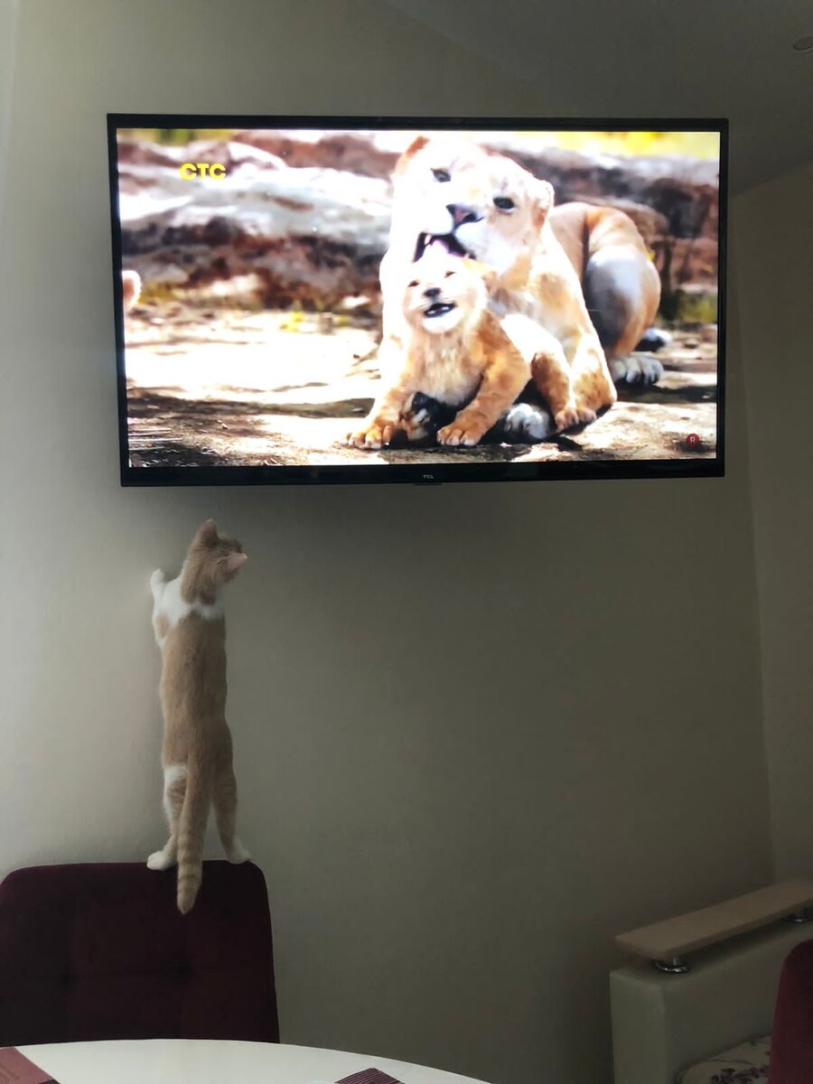 Буся смотрит ТВ/фото из личного архива