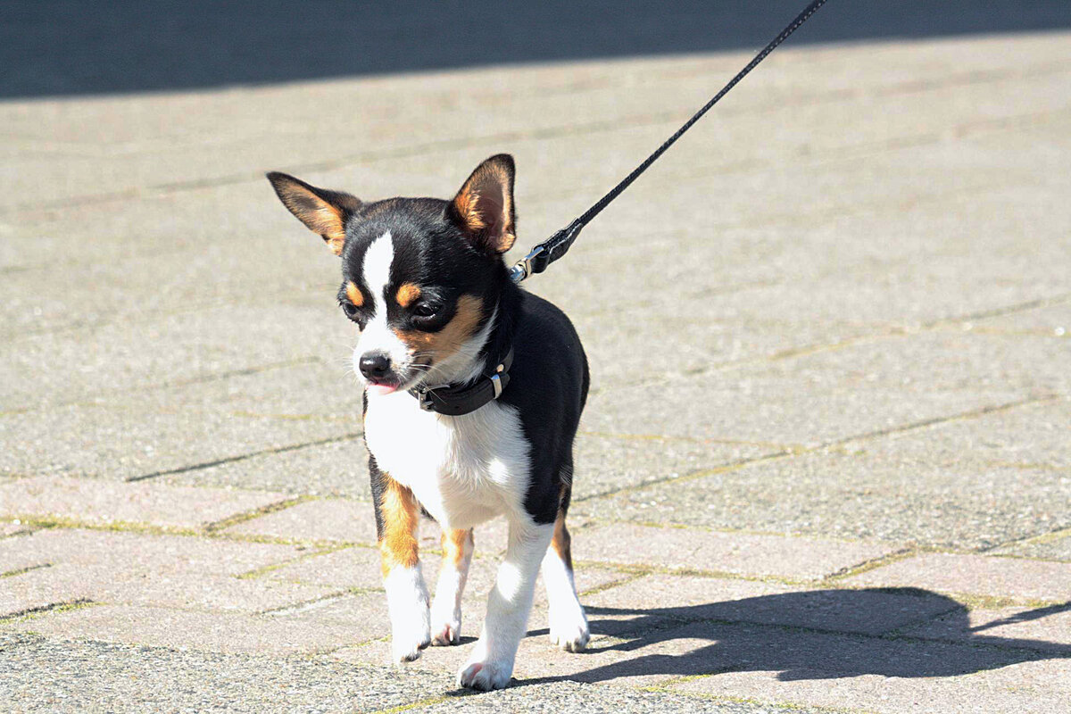 Как дрессировать чихуахуа. A Dog so small.