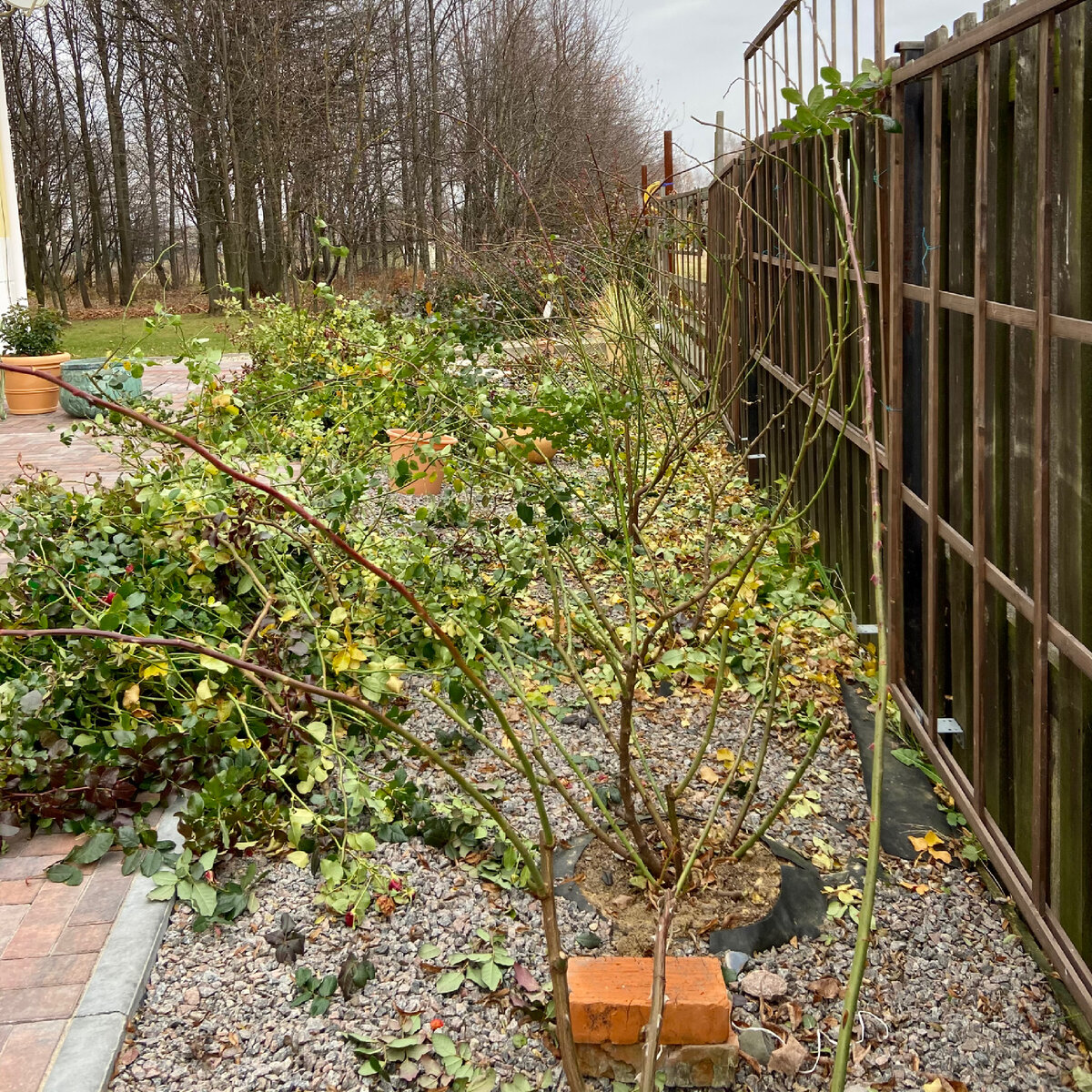 Обрезка и удаление листьев с ряда плетистых роз. Осень 2021