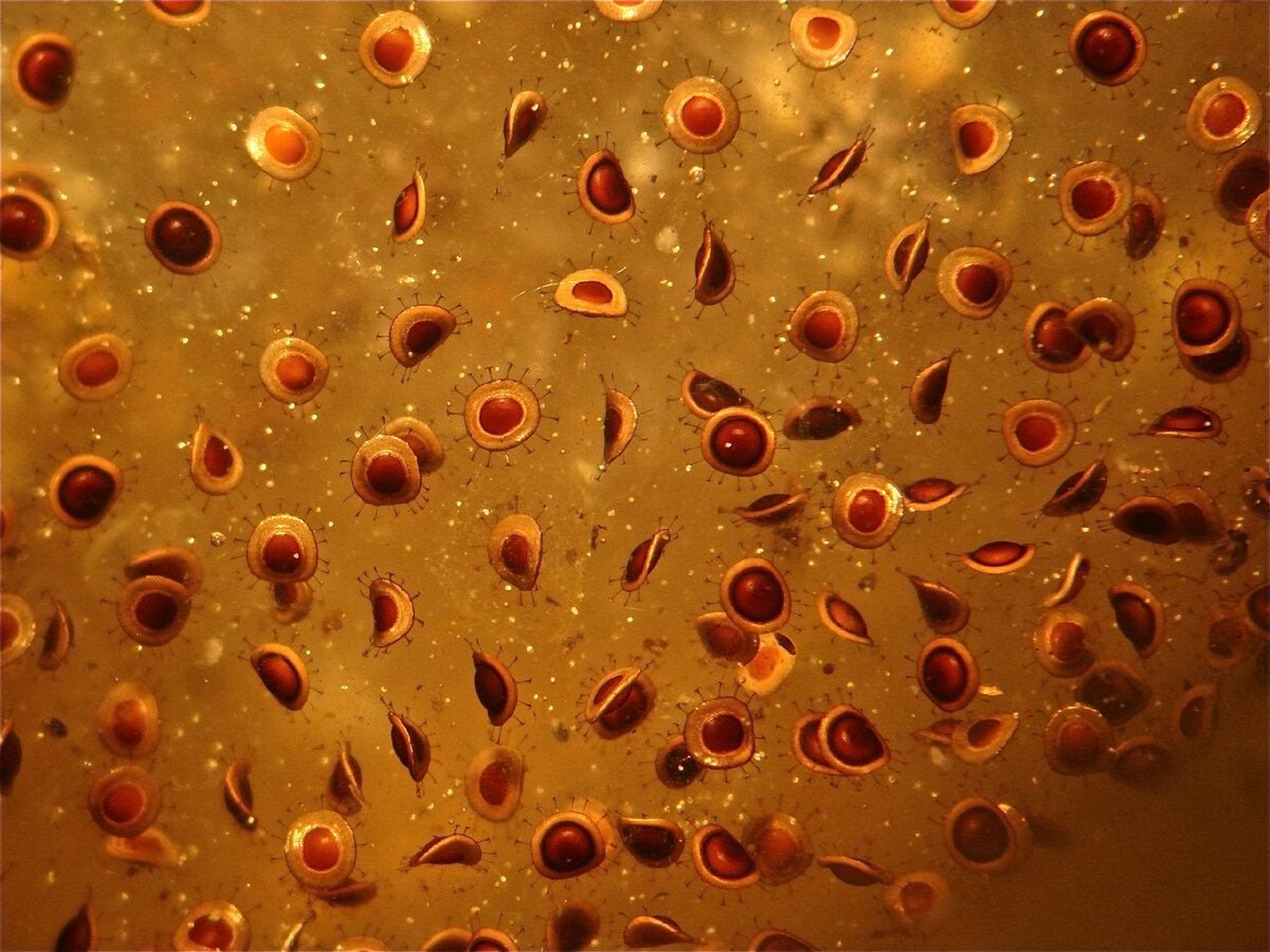 1 квадратный метр мшанок производит до 800 000 статобластов в год! До гибели колонии они хранятся внутри её тела и лишь потом попадают наружу.