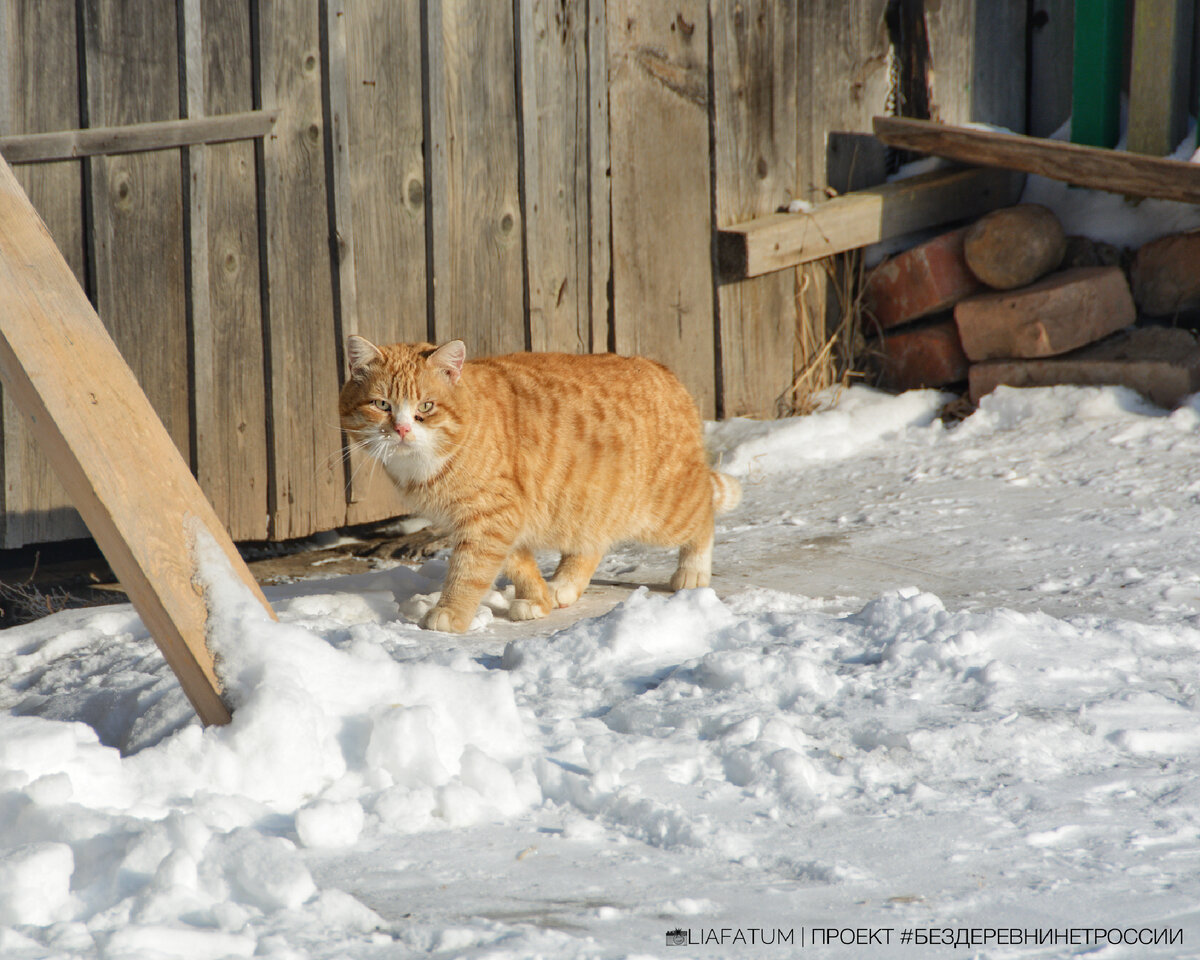 Фото автора. Зимой кот у печи - дополнительное создание комфорта в доме.