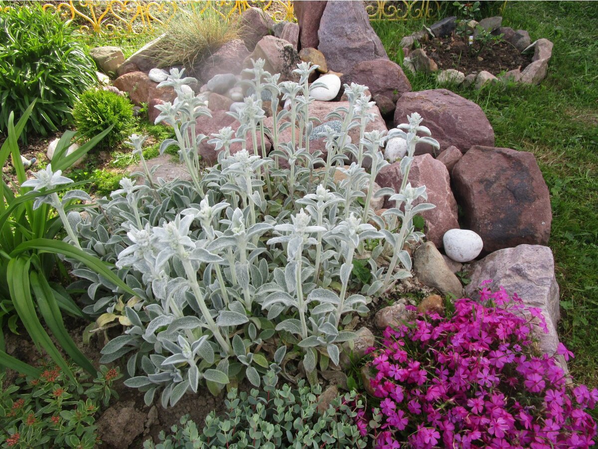 Чистец шерстистый