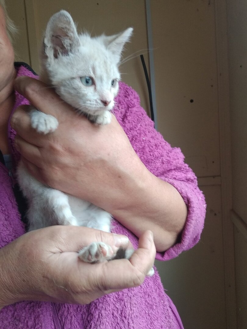 Маленький Кося