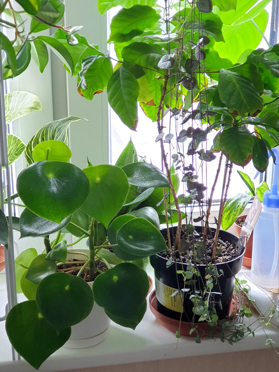 Домашним растениям тяжело зимой