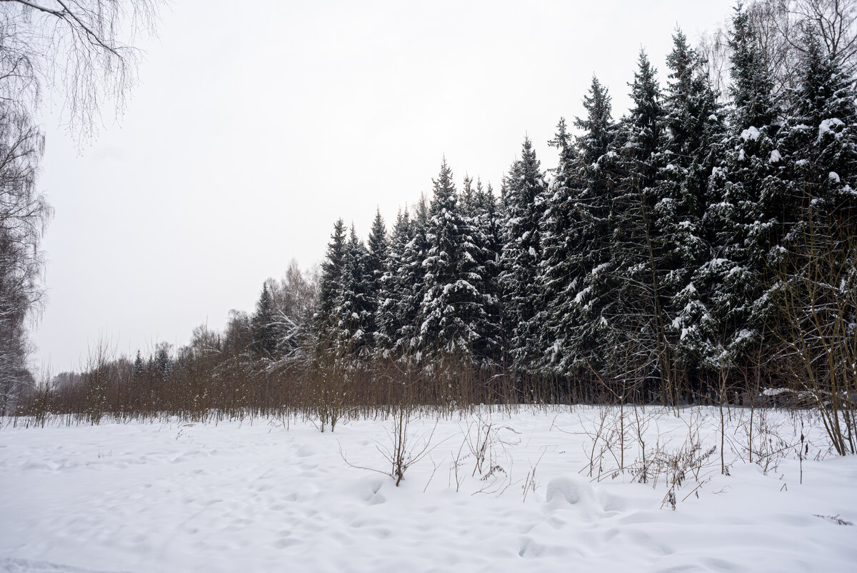 Ледяной лес. Мытищи леса. Лесная амнистия фото. Подмосковные дали
