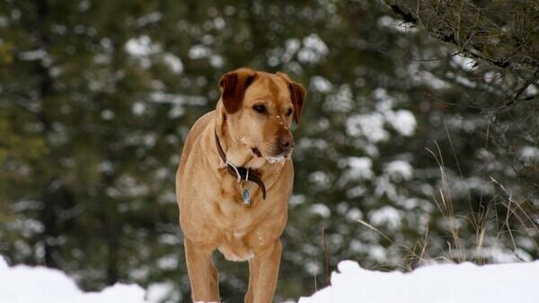   CC BY 2.0 / James Badger / Yellow Lab