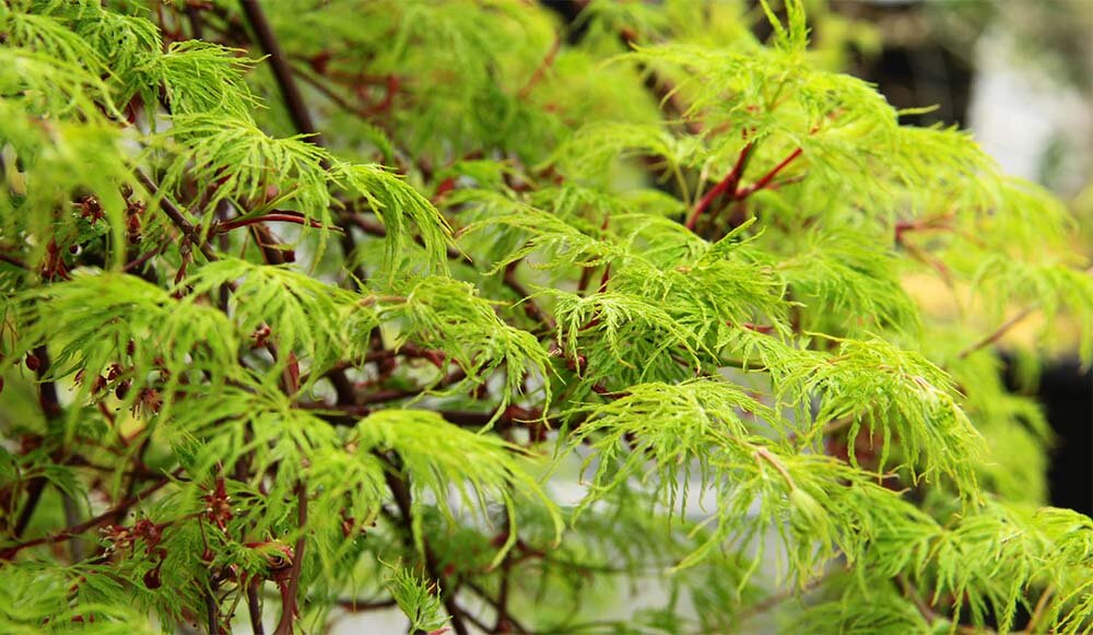 Клён ‘Emerald Lace’. Фото: coniferkingdom.com