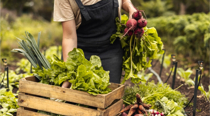 В Slow Food не одобряют использование ГМО и пестицидов при выращивании овощей и фруктов