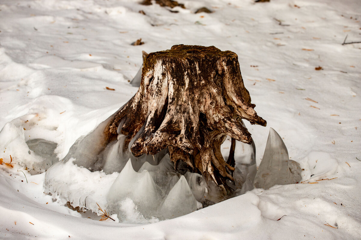 Пенек тоже причудливо замерз.