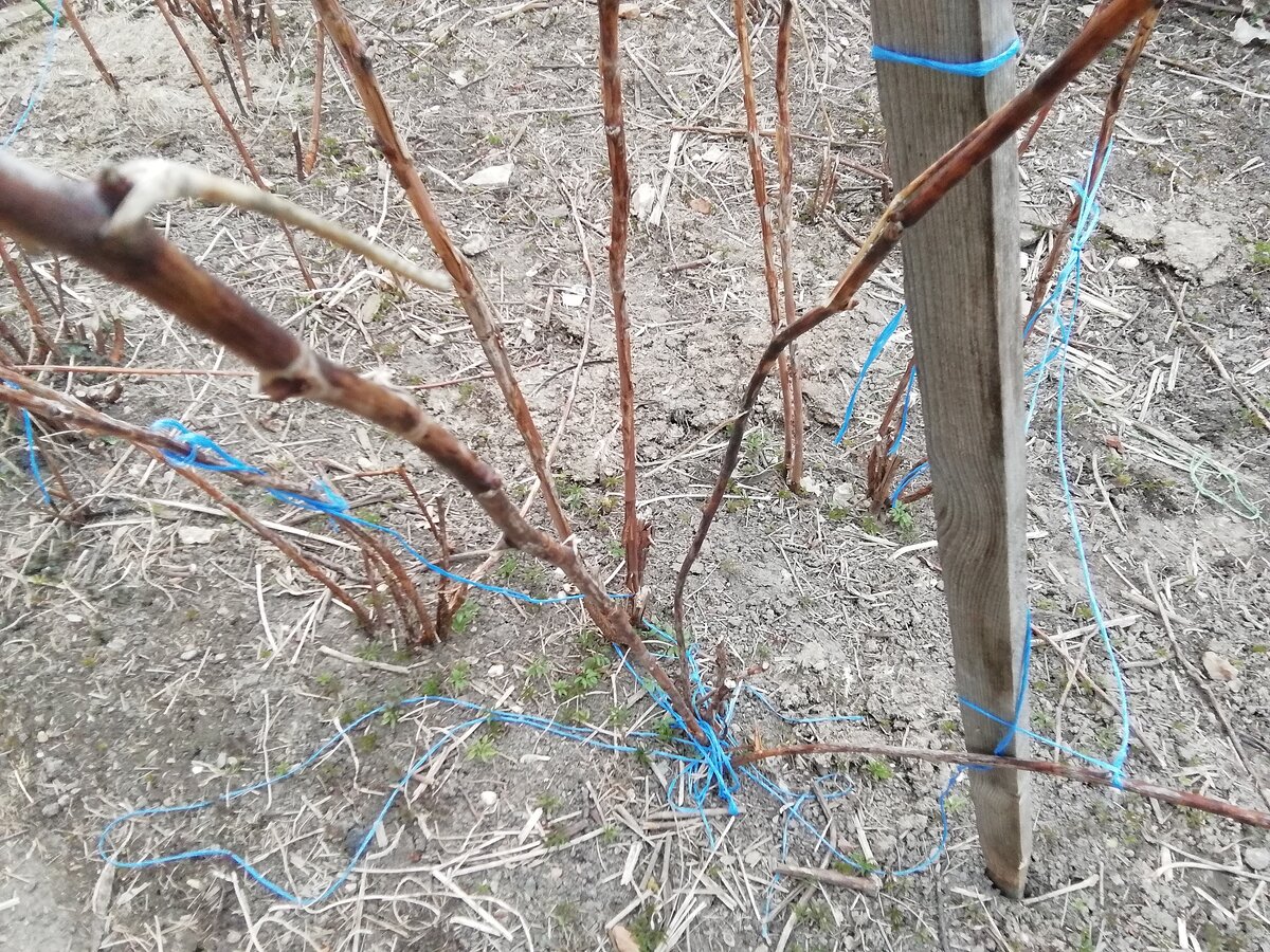 Весной малина не торопиться пробуждаться от зимнего сна. За что ей отдельное «спасибо» Мы используем это время рационально, и проведём несколько важных оздоровительных процедур, от коих заметно увеличиваются урожаи. 