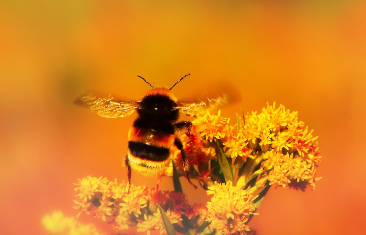 Пушистый  трудяга.