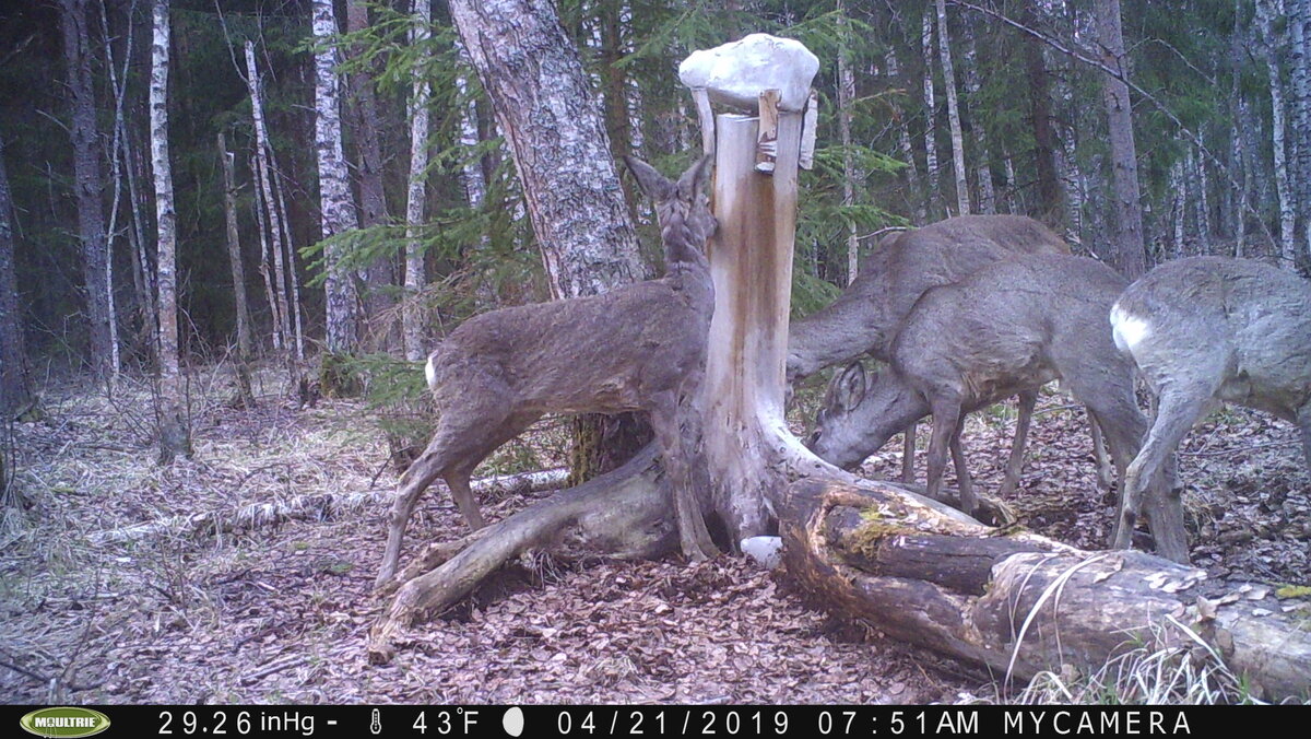 Здравствуйте.                                                                                                                 Вчера сходил в лес, проверить камеру на солонце. Выяснилось, что  21-го утром, приходило стадо косуль. Перезимовали значит. Не сгинули. Пришли около 8-ми утра. Жадно принялись лизать просоленный ствол осины.                                                                       
         Сейчас маленькие олени не особо красивые, наступило время линьки. Потому и выглядят так неопрятно. Но пройдет пара недель и  они сменят зимнюю одежку на летнюю. И вновь станут самыми грациозными животными в наших лесах. Кстати, Вы знали, что в старину их ласково называли "красули". За особую стать и красоту. Вроде заменена пара буковок, а как звучит-" красуля".        Еще несколько интересных фактов. Белое пятно в районе хвоста, называют "зеркало". Косуля при испуге может делать прыжки около 7 метров и развивать скорость до 60 км в час. Небольшие впадинки в районе глаз, это слезные железы.            В природе такая красота, живет около 10-12 лет.                                         В следующей статье посмотрим видео ролик.                                          