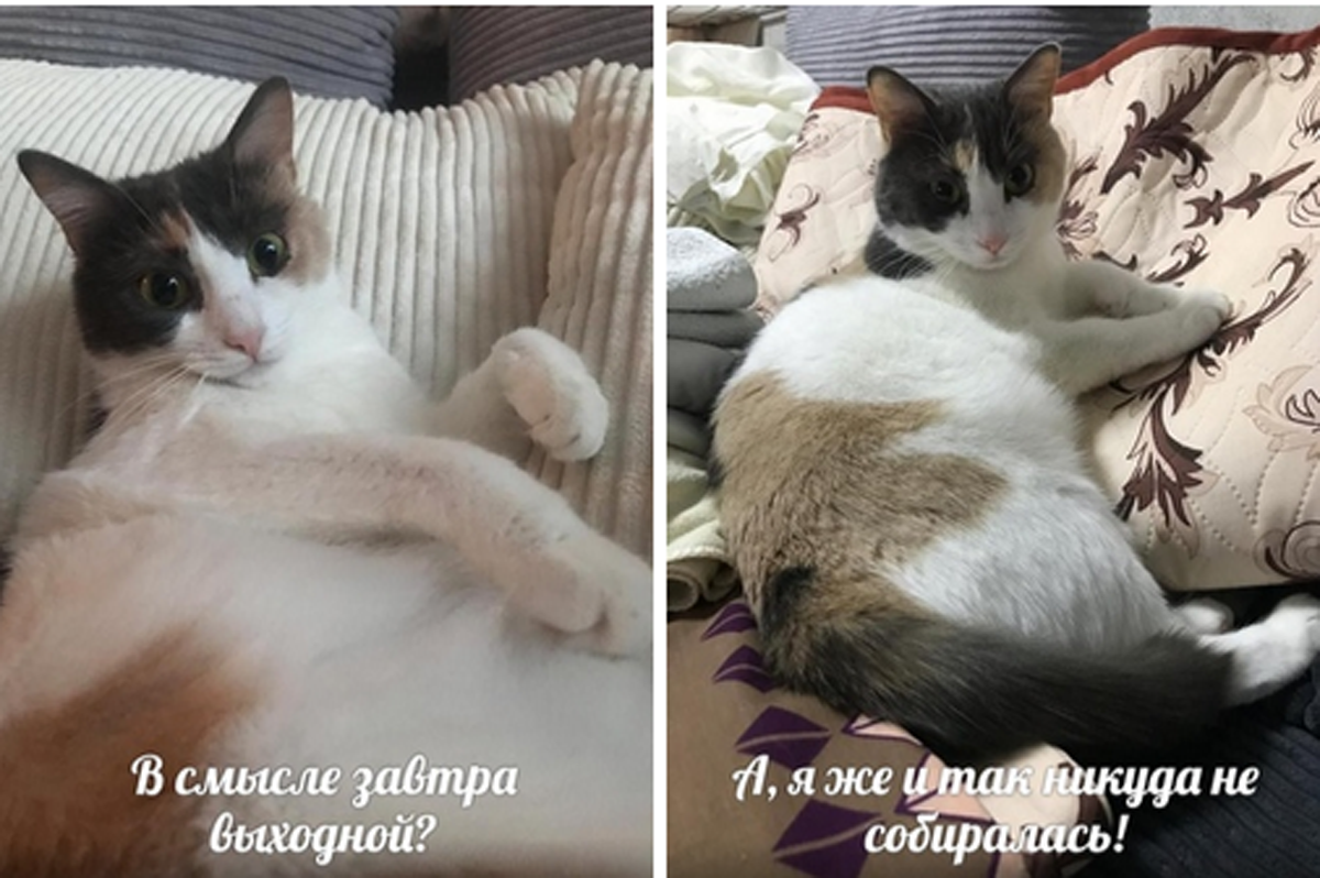 Петрушка настроена серьезно!