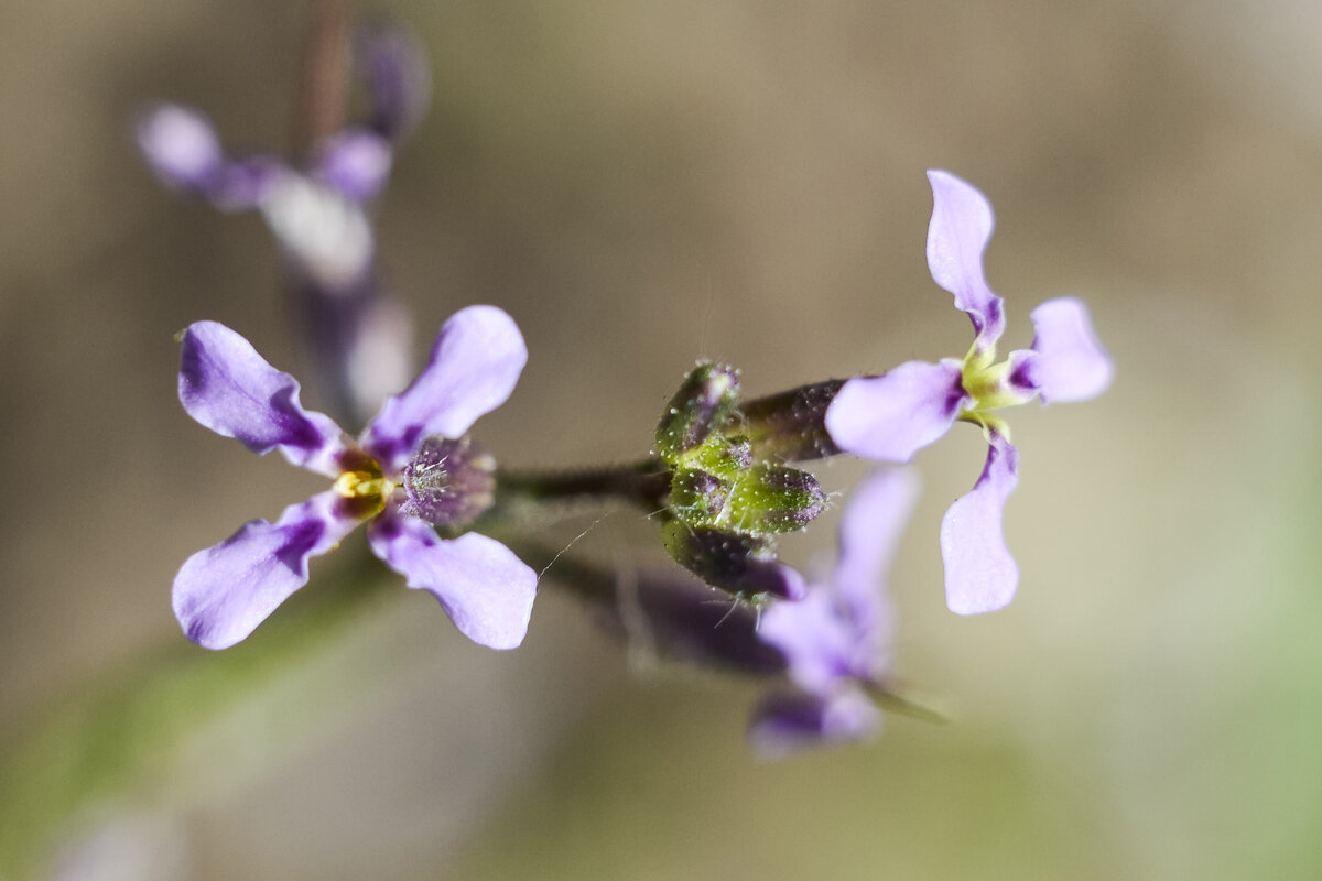 Цветы у травы встречаются разных цветов и форм. Но они очень-очень маленькие.