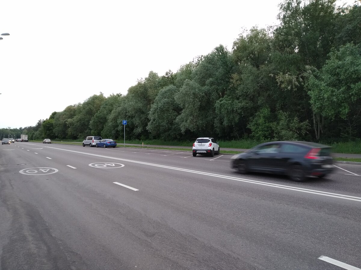 Кто убирает мёртвых животных с дороги? Фото из личного архива