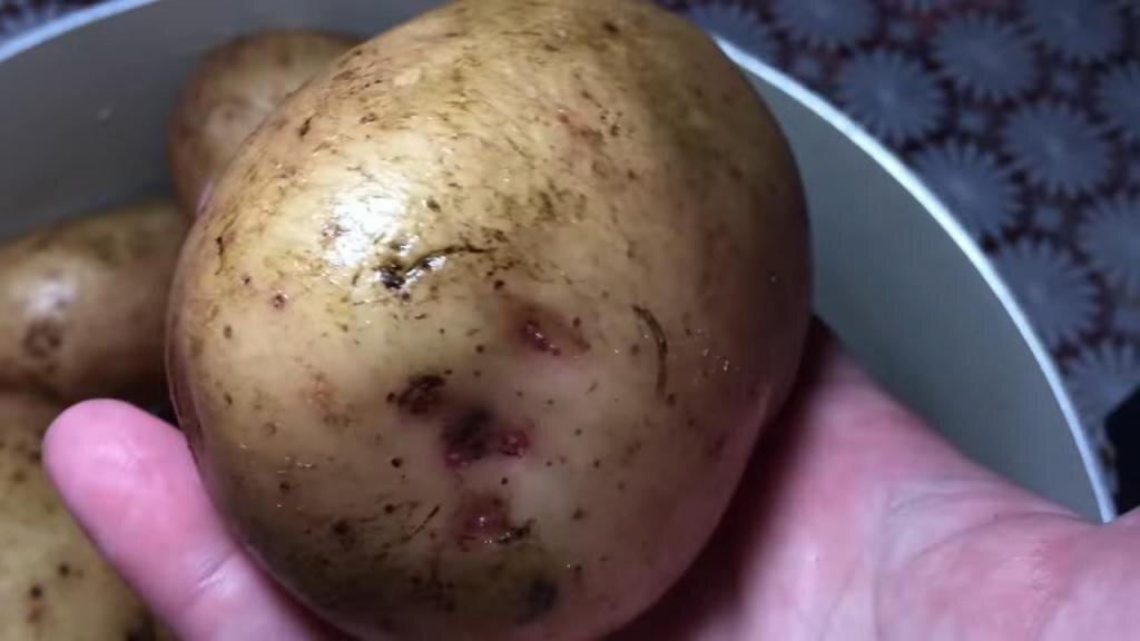 Сонник картошка видеть