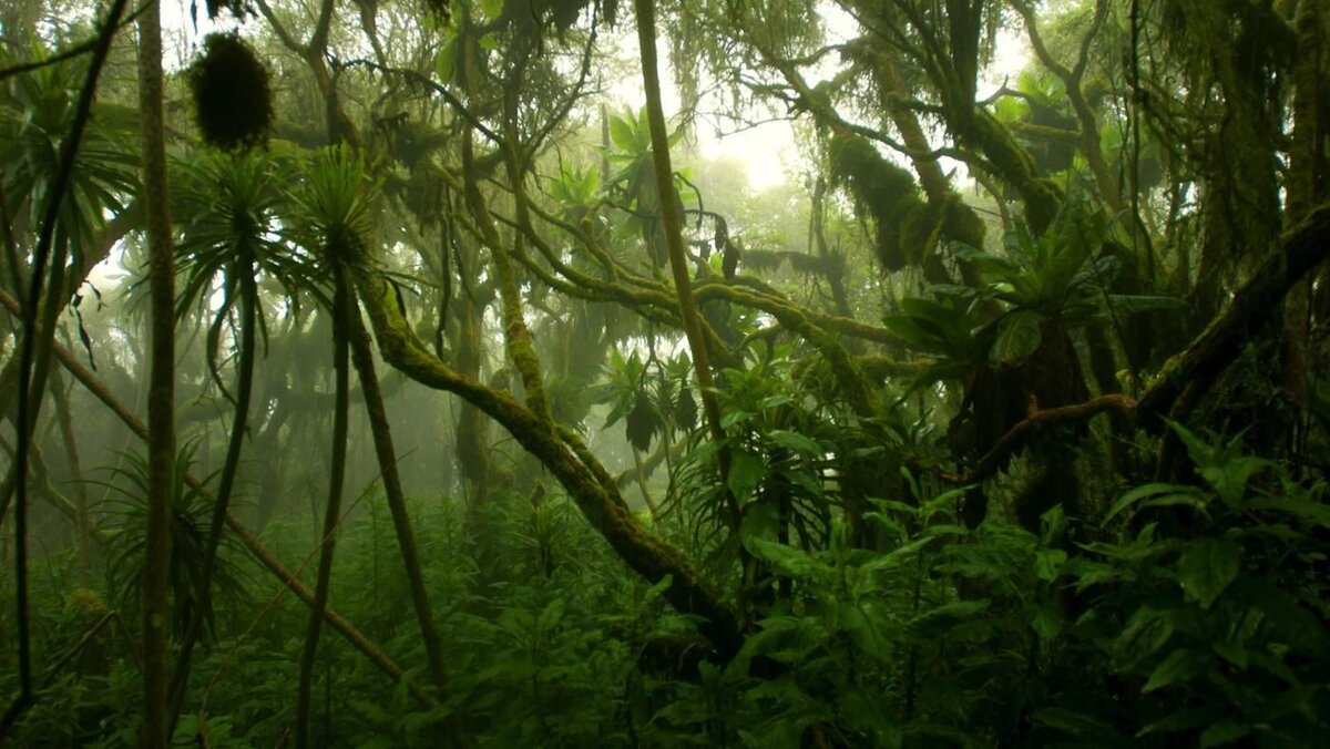 Маска для окрашенных волос тропический лес
