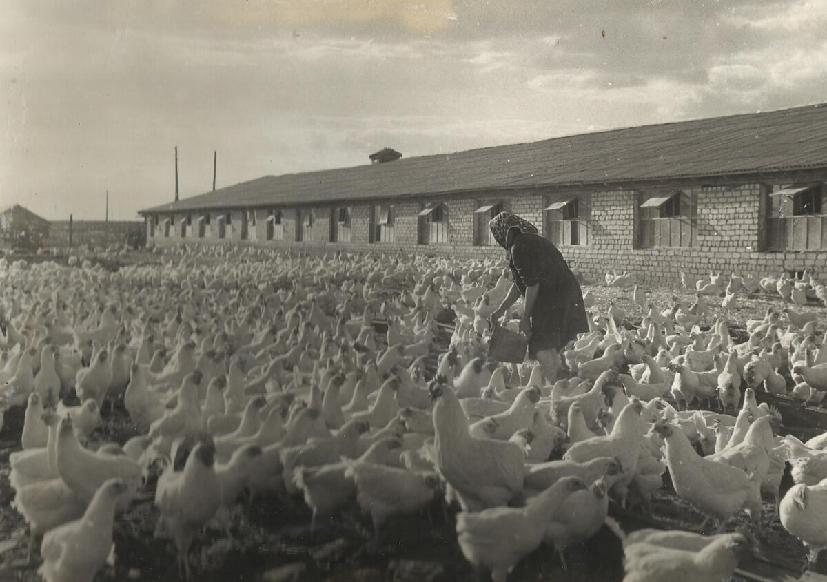 Кормление  кур на свежем воздухе. Качество мяса по ГОСТу.