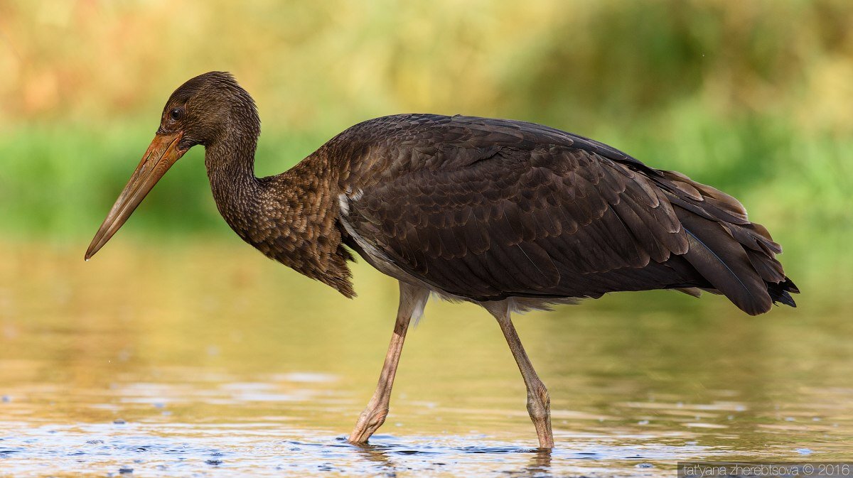 
Черный аист. Является вымирающим видом, входит в список Красной книгу несколько стран. Урал, Дальний Восток – места его обитания. Любит места озер и болот. Малоизученный вид.