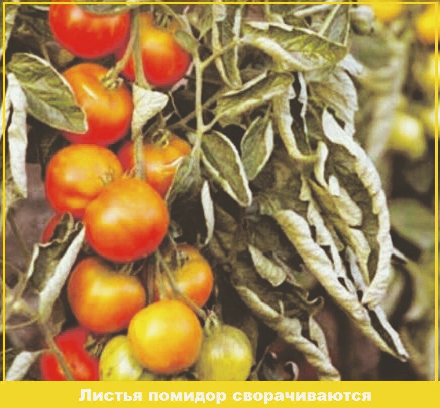 Сад и огород, урожай, садовод, помидоры, растения, овощи, полезные советы